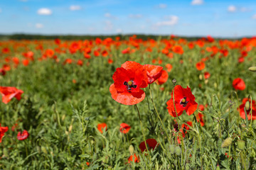 View of poppy filed in summer countryside