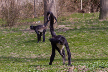 
little wild black and white colobus monkey on the grass near the jungle in spring