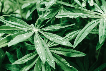 beautiful background of young green plant leaves with dew drops