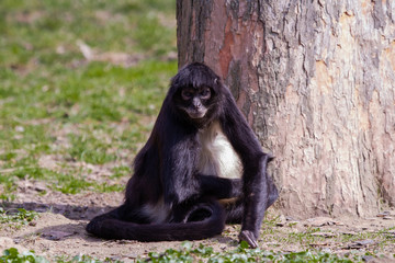 
little wild black and white colobus monkey on the grass near the jungle in spring