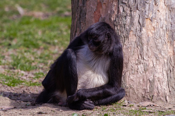 
little wild black and white colobus monkey on the grass near the jungle in spring