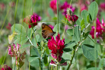 Butterfly on shamrock