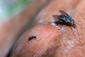 Fly and ant