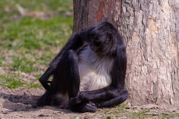 
little wild black and white colobus monkey on the grass near the jungle in spring