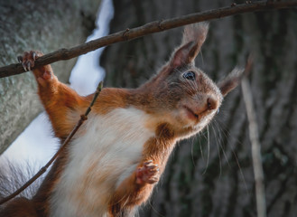 Winkendes Eichhörnchen