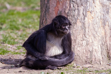 
little wild black and white colobus monkey on the grass near the jungle in spring