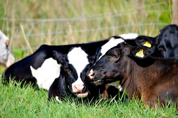 Obraz na płótnie Canvas Cuddling Cows