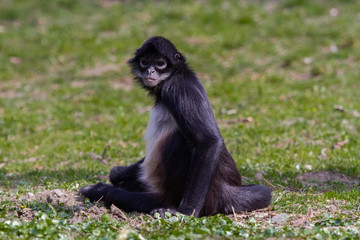 
little wild black and white colobus monkey on the grass near the jungle in spring