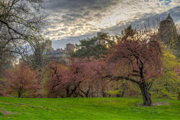 Central Park in spring with Japanese cherry tree