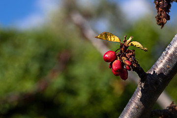 Dried red cherries on the branch