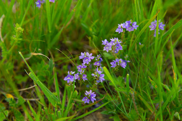 blue or purple flower in landscape