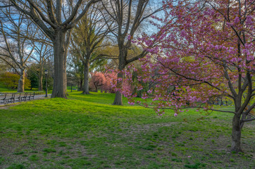 Central Park in spring with Japanese cherry tree