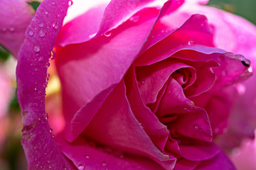 Pink rose with water drops