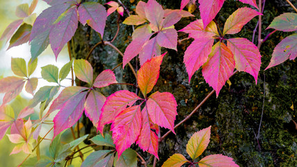 Fototapeta na wymiar Colorful autumn leaves near a tree trunk