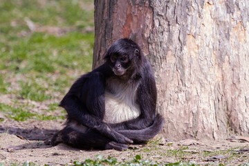 Fototapeta premium little wild black and white colobus monkey on the grass near the jungle in spring
