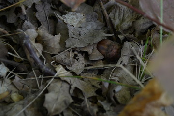 autumn leaves on the ground