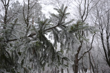 snow covered fir, frost