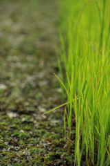 green grass on the ground
