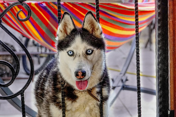 siberian husky