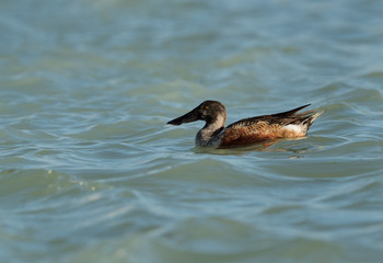 Northern Shoveler, female, swimming at Tubli Bay, Bahrain