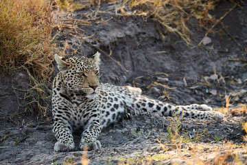 Beautiful leopard (Panthera pardus).