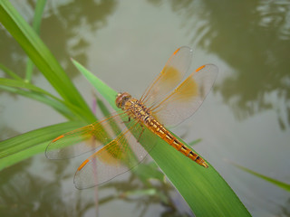 dragonfly on the grass