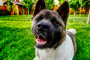 American akita 