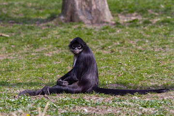 
little wild black and white colobus monkey on the grass near the jungle in spring