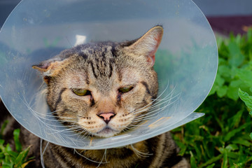 Cat that wear collar because it's infected with hematoma and relax in the lawn.