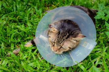 Cat that wear collar because it's infected with hematoma and relax in the lawn.