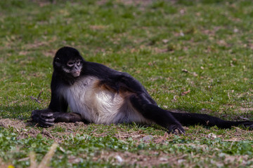 
little wild black and white colobus monkey on the grass near the jungle in spring