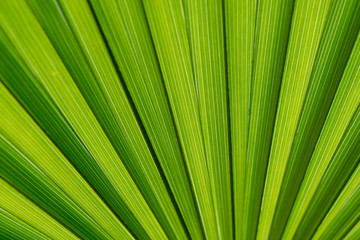 Palm leaf against the light in macro. Green background with centric lines. Empty field. Spring, May.