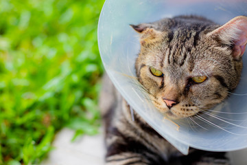 Cat that wear collar because it's infected with hematoma and relax in the lawn.