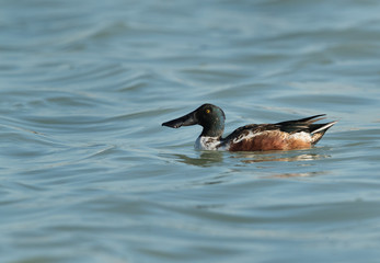Northern Shoveler swimming at Tubi bay, Bahrain