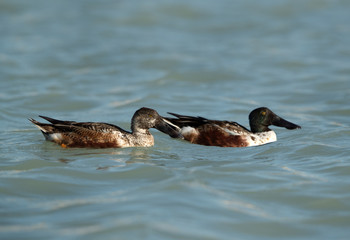 A pair of Northern Shoveler, Bahrain