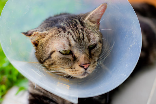 Cat that wear collar because it's infected with hematoma and relax in the lawn.