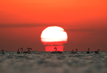 Splendid Sunrise and Greater Flamingos in the morning at Asker, Bahrain