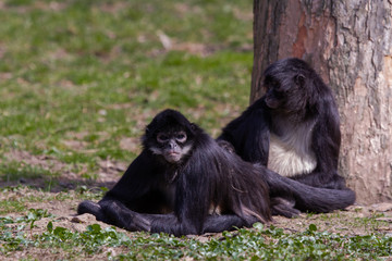 
little wild black and white colobus monkey on the grass near the jungle in spring
