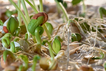 Seedling and Plant sprout growing step over green background.