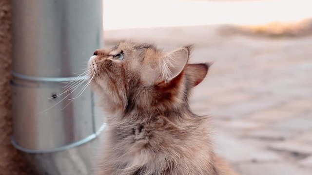 Adult fluffy cat with green eyes looks and meows while sitting on the street