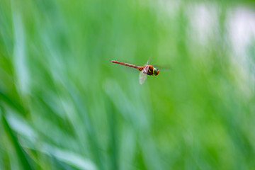 dragonfly in the air