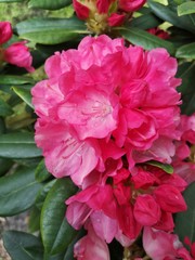 Rhododendron pink flower fresh blooming on the garden. Pink Rhododendron flower.