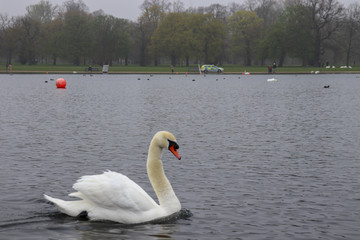 swan on the lake