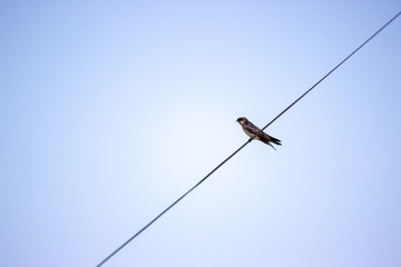 bird on a rope