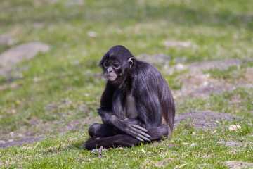 
little wild black and white colobus monkey on the grass near the jungle in spring