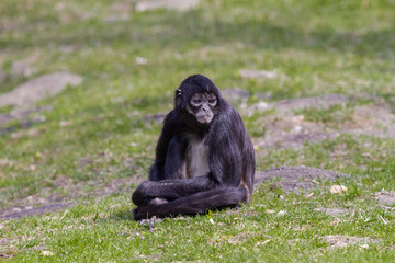 Obraz premium little wild black and white colobus monkey on the grass near the jungle in spring