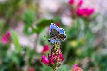 Blue butterfly
