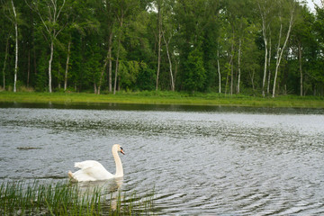 Beautiful white swan on a lake with a forest in the background