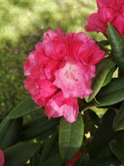 Rhododendron pink flower fresh blooming on the garden. Pink Rhododendron flower.