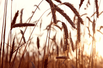 Obraz premium Wheat Field sunset, golden sunrise, Ukraine symbol